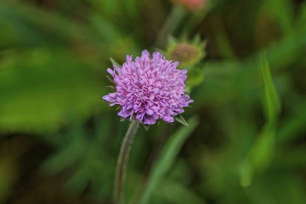 istock one small purple wild flower on a green stem 1365428167