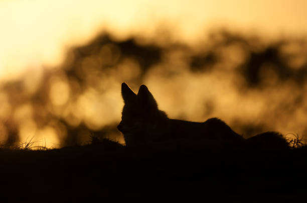 istock Close up of a red fox silhouette at sunset 1365428173