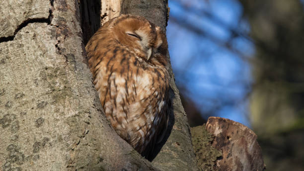 istock Tawny owl 1365428180