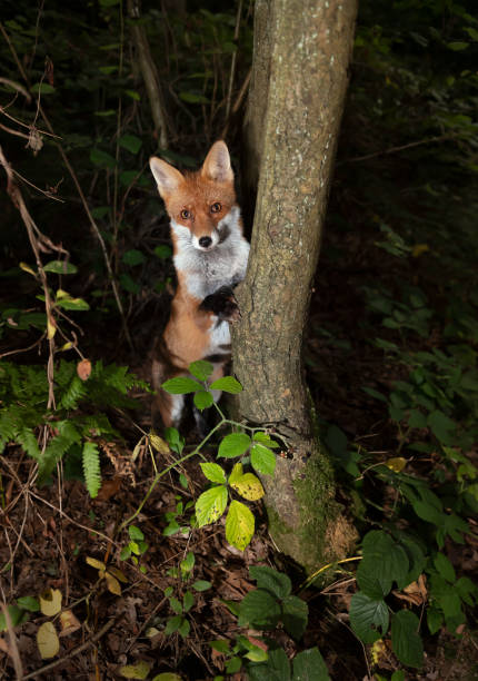 istock Curious red fox leaning against a tree in the forest 1365428226