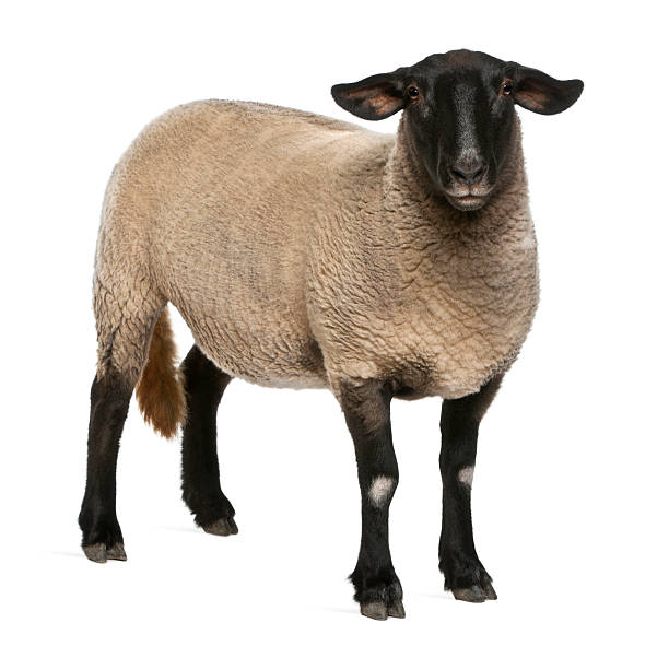 Female Suffolk sheep, Ovis aries, 2 years old, standing Female Suffolk sheep, Ovis aries, 2 years old, standing in front of white background sheep stock pictures, royalty-free photos & images