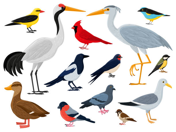 cartoon fliegende vögel, kranich, rote kardinalente und möwe. stadt, wald und marine geflügelte tiere charaktere vektor-illustration set. europäische fauna und tierwelt - reiher stock-grafiken, -clipart, -cartoons und -symbole