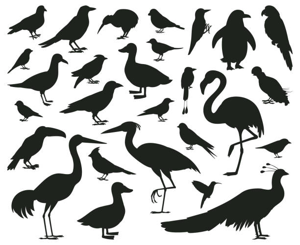 Cartoon birds silhouettes, black pigeon, toucan and parrot characters. Wildlife, woods or city birds, sparrow and seagull vector illustration set. Birds silhouettes Cartoon birds silhouettes, black pigeon, toucan and parrot characters. Wildlife, woods or city birds, sparrow and seagull vector illustration set. Birds silhouettes toucan and pigeon black parrot silhouette stock illustrations