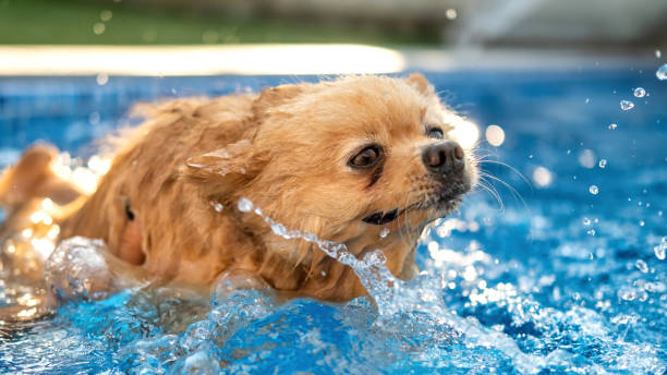 istock Pomeranian swimming in a pool 1365431956