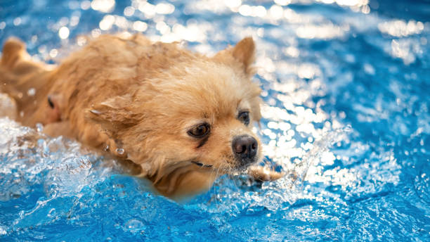 istock Pomeranian swimming in a pool 1365432100