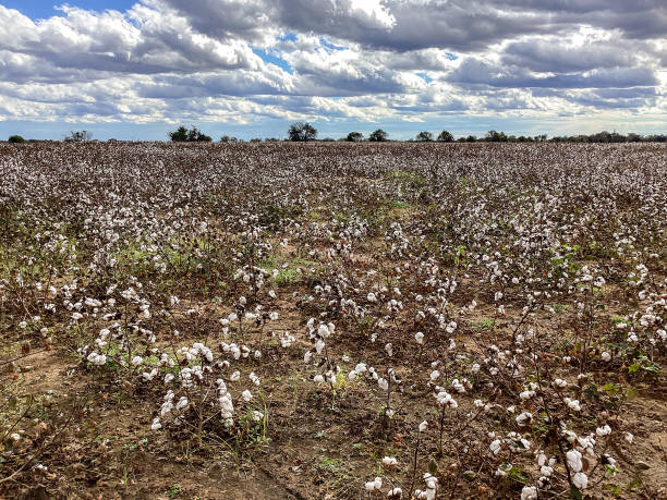 istock Field of ripe cotton 1365433207