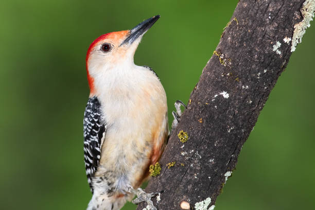 istock Red-bellied Woodpecker Perched on a Branch of a Tree 1365433639