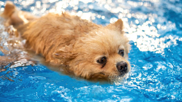 istock Pomeranian swimming in a pool 1365433728