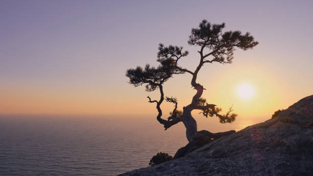 istock Lonely pine sunset and sea. 1365433936