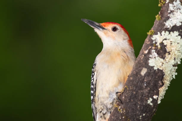 istock Curious Red-Bellied Woodpecker Perched in a Tree 1365434014