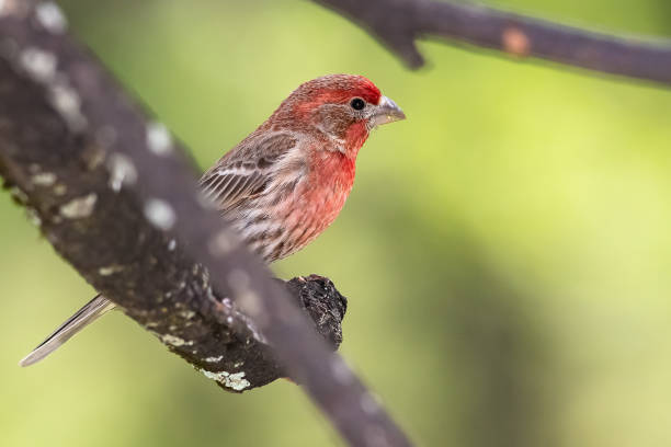 istock Curious Little House Finch Perched in a Tree 1365434045