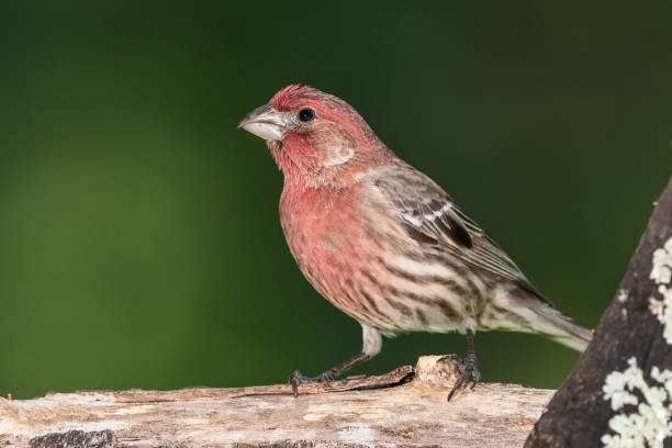 istock Curious House Finch Perched in a Tree 1365434055