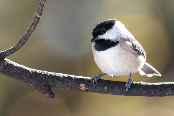 istock Carolina Chickadee Perched Delicately on a Slender Branch 1365434091