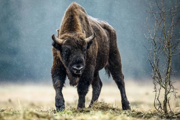 European bison (Bison bonasus) European bison, Białowieża National Park. bull animal photos stock pictures, royalty-free photos & images