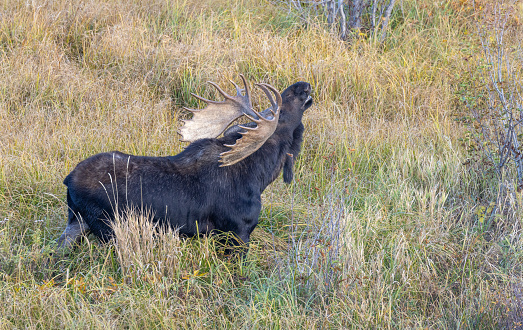 a bull shiras moose during the rut in Wyoming in autumn