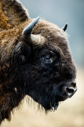 Bison herd at Yellowstone National Park, Wyoming, USA