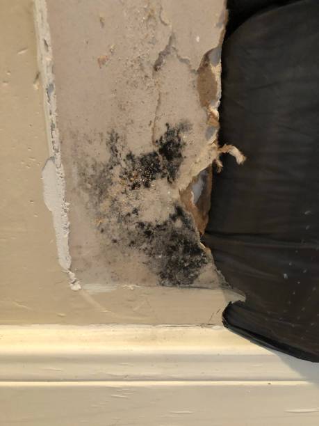 istock Mildewed Sheetrock beneath wooden door trim 1365435283