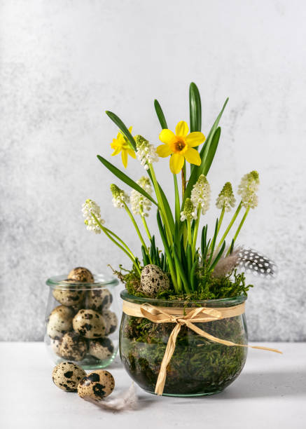 osterdekoration aus weißer traubenhyazinthe und gelben narzissenblüten in einem blumentopf aus glas mit wachteleiern. - daffodil flower spring easter egg stock-fotos und bilder