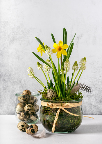 Easter decoration of white grape hyacinth and yellow daffodils flowers in a glass flowerpot with quail eggs. Home decor concept. Copy space.