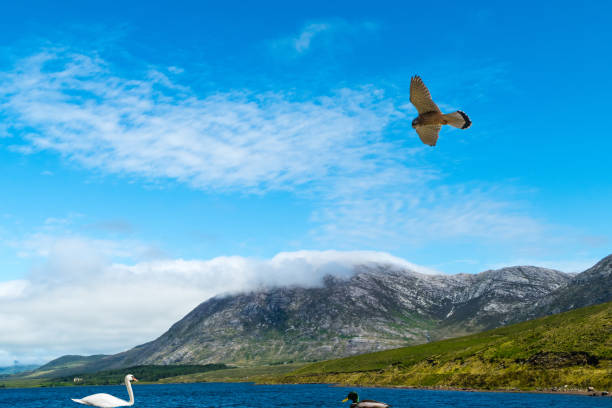 istock Connemara Lake with Birds 1365437586