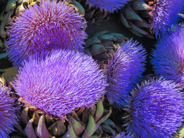 istock Blossoms of Artichokes 1365438103