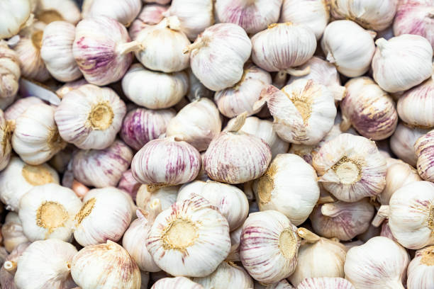 istock A large harvest of garlic 1365438227