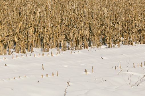 Corn stems covered with snow