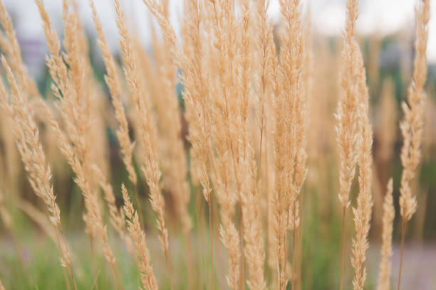 Reedweed spicy-flowered dwarf. Yellow dry plants.