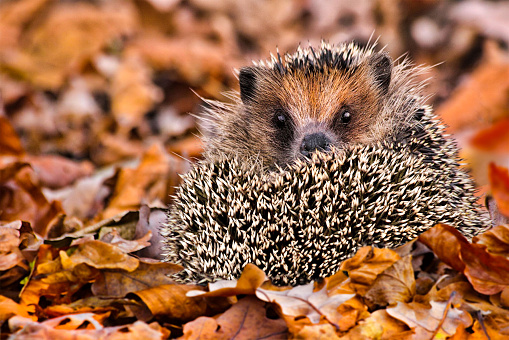 Hedgehogs rummaging in the foliage