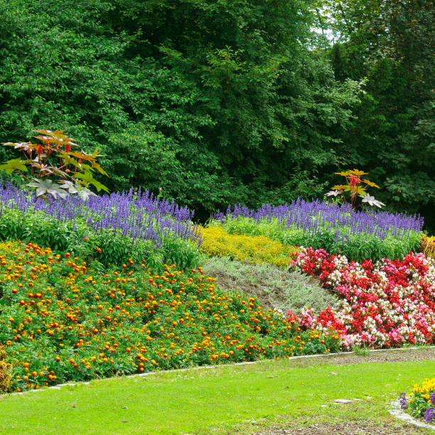 istock Lush flowerbeds in the summer garden. 1365440338