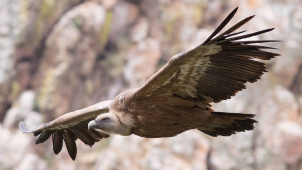 griffon vulture - gyps fulvus - griffon vulture imagens e fotografias de stock