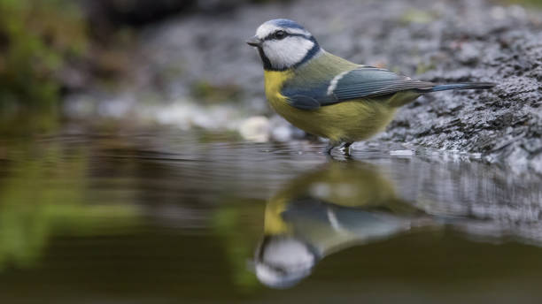 istock Eurasian Blue Tit - Cyanistes caeruleus 1365441674
