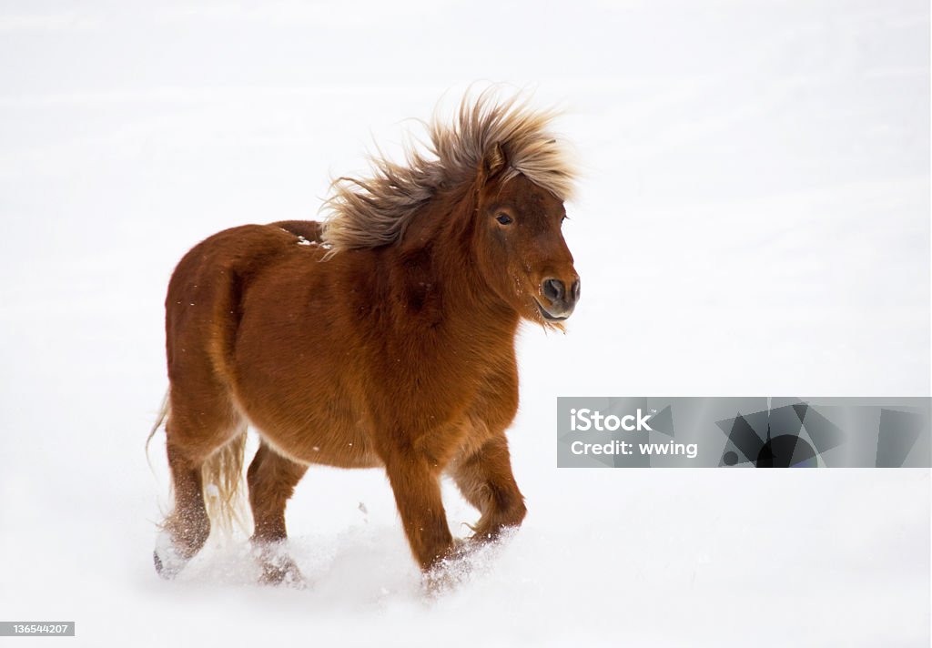 Pony бега в снегу - Стоковые фото Бегать роялти-фри