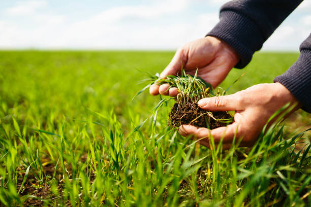 Young wheat sprout in the hands of a farmer.  Agriculture, organic gardening, planting or ecology concept. stock photo