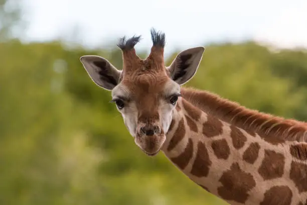 A friendly young giraffe at Chester Zoo, May 2021.
