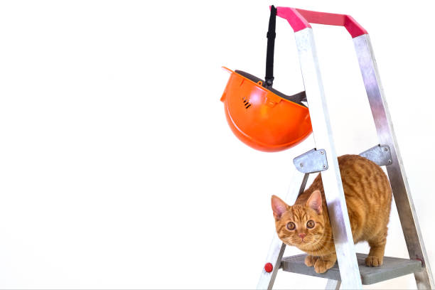 istock Funny young tabby-red cat sits on construction and repair step-ladder 1365444462