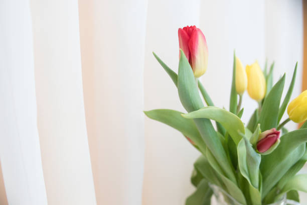 colorful tulips over a beige background, composition with copy space.