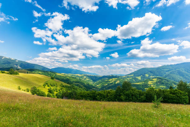 istock grassy mountain meadow in summer 1365446163