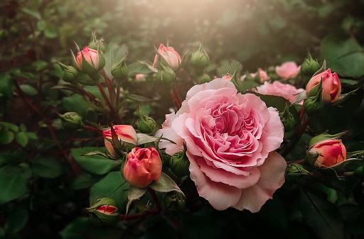Blooming Pink rose flowers. Dreamy landscape toned in dark tones and shades