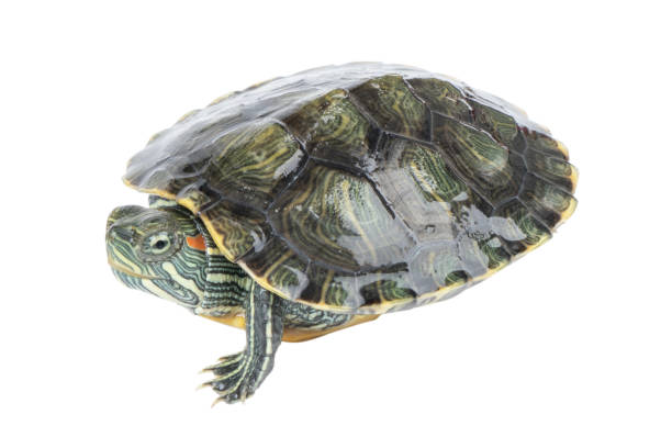 istock Red ear tortoise isolated on white background. Red-eared turtle isolated. 1365447542