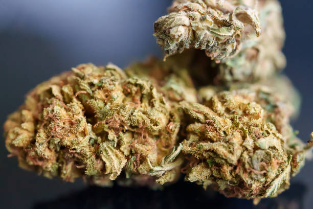 Close-up of medical cannabis flower. stock photo