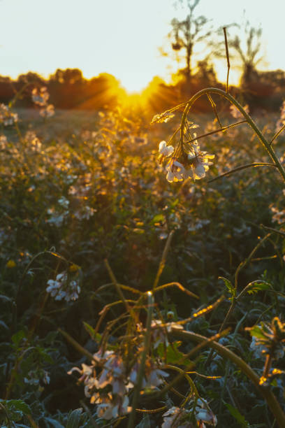 Sunrise seen from the ground among white wild flowers.