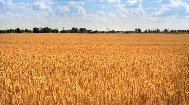 istock Gold Wheat flied panorama with tree during day with blue sky behind. 1365448372