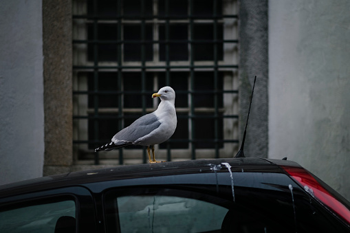 A seagull sits on the roof of a car.