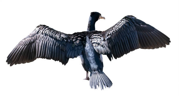 istock flying large cormorant isolated on white 1365451832