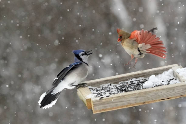 istock Female Cardinal fighting off a Blue Jay 1365451850