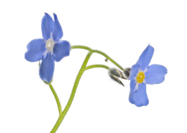 istock two fine blue forget-me-not blooms on stem 1365451852