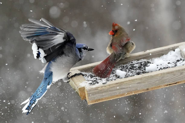 istock Female Cardinal fighting off a Blue Jay 1365451873