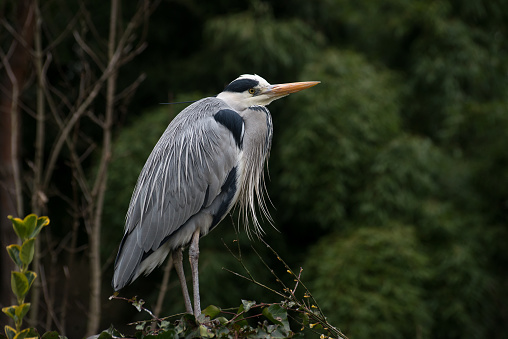 Portrait of heron standing at the top of the hedge in a public garden