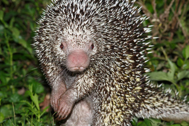 Porcupine in a zoo eating grass